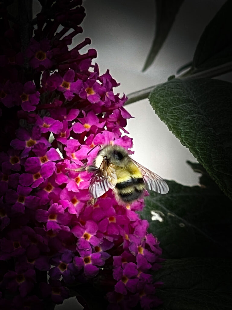 Convert Yard into a Garden Butterfly Bush with bee.