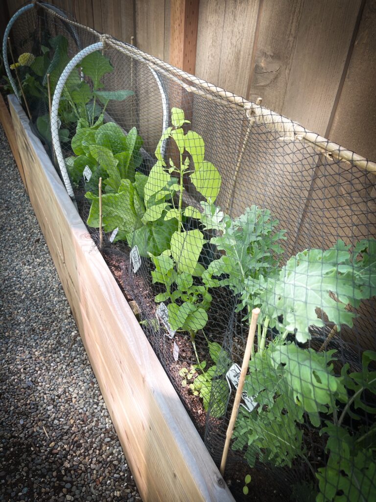 Covert your yard into a garden with vegetables.