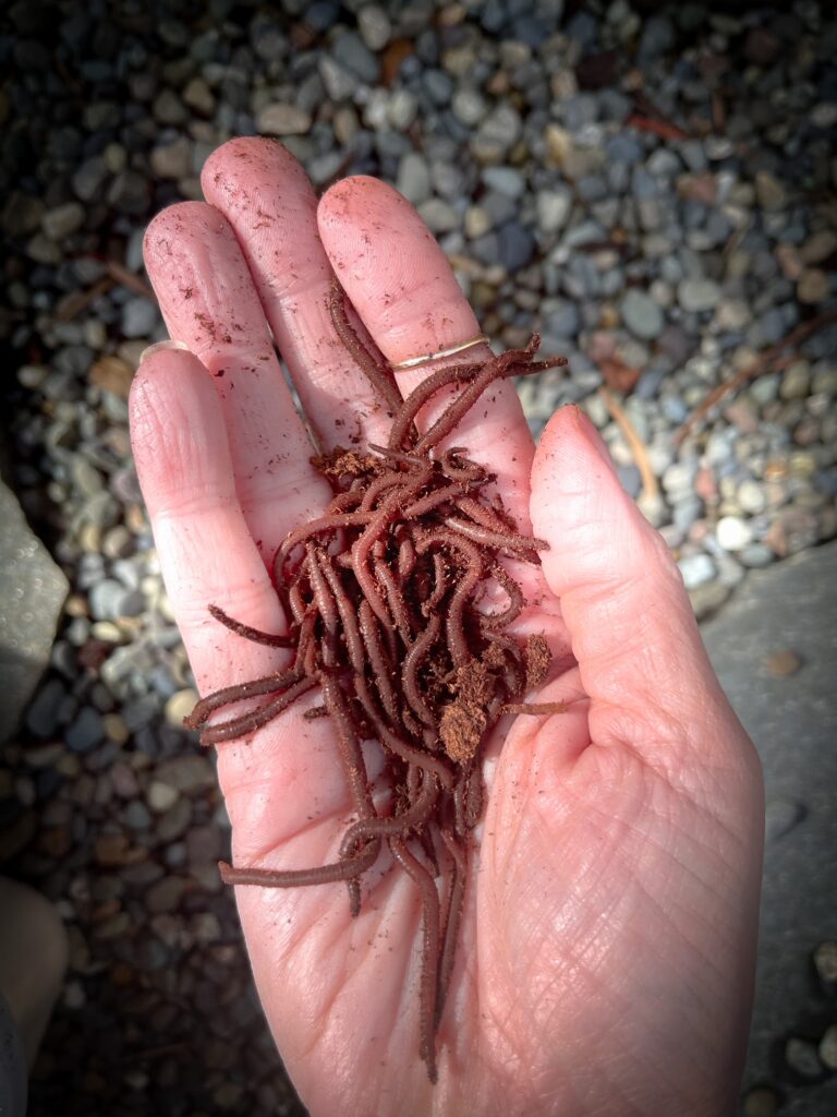 Favorite gardening Tools 14. Hand holding my favorite worms with pebbles in the background.