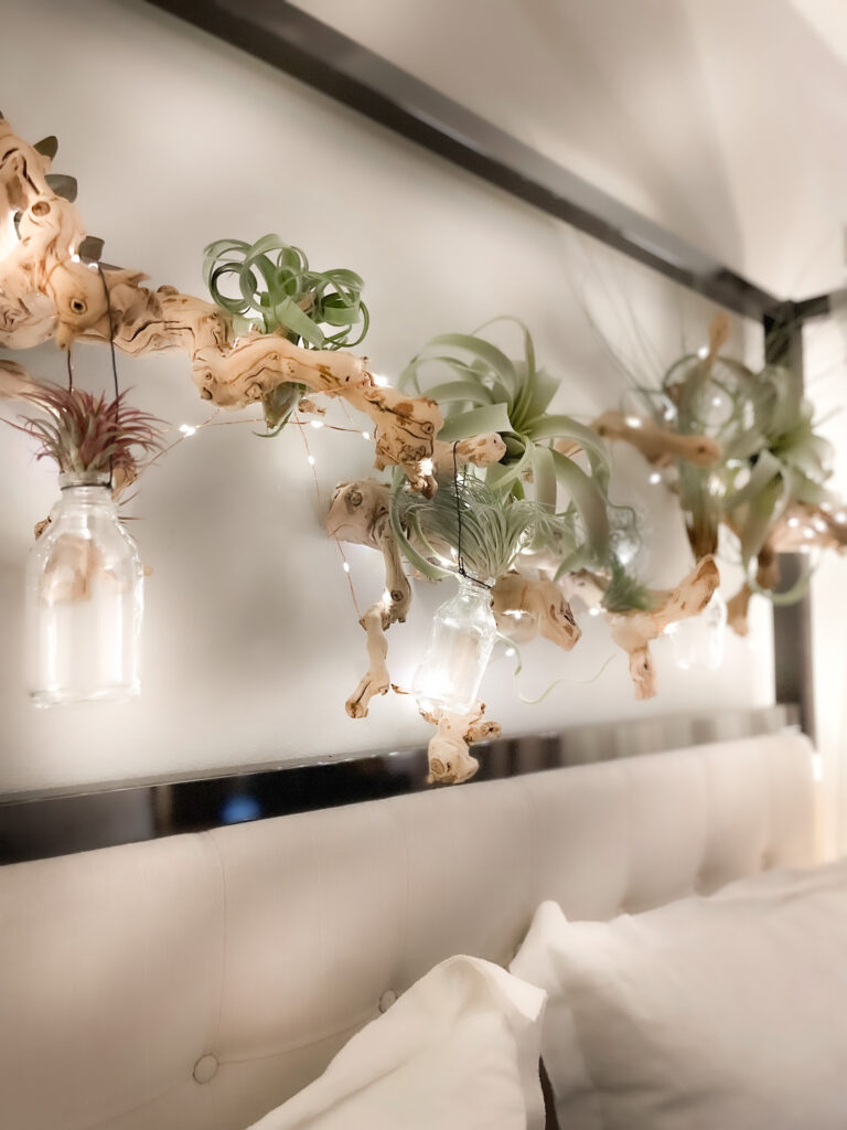 Stunning AIR PLANT WALL DISPLAY – Easy Steps