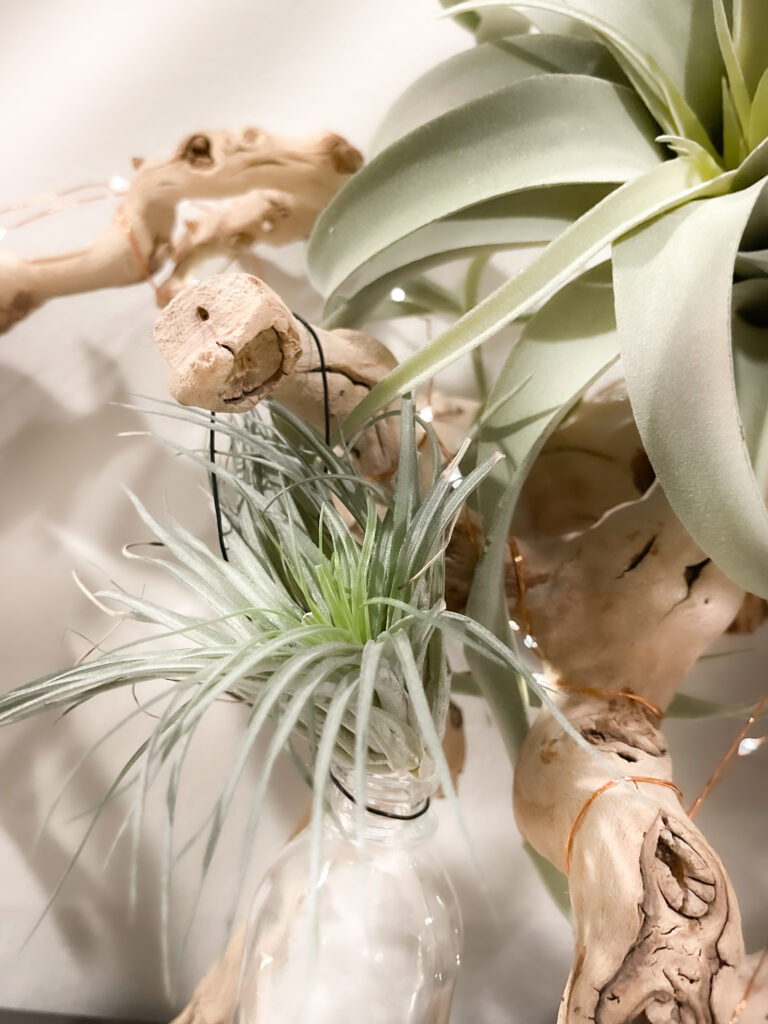 types of air plants