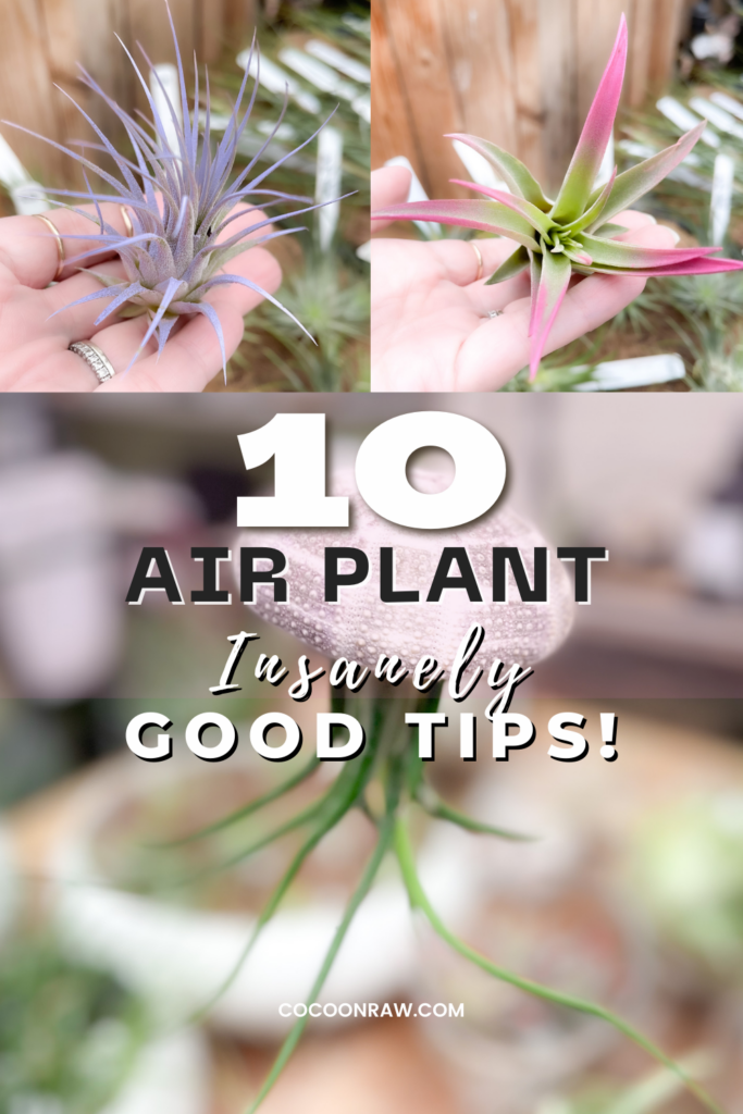 Air Plant Care Tips
