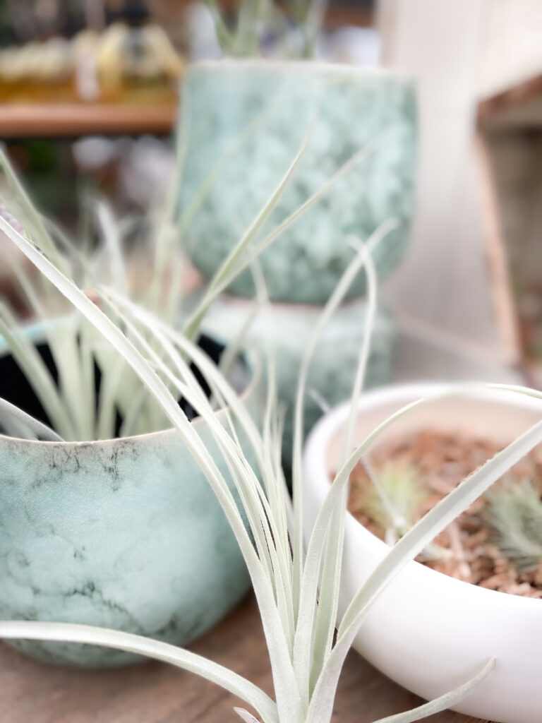 air plant care tips