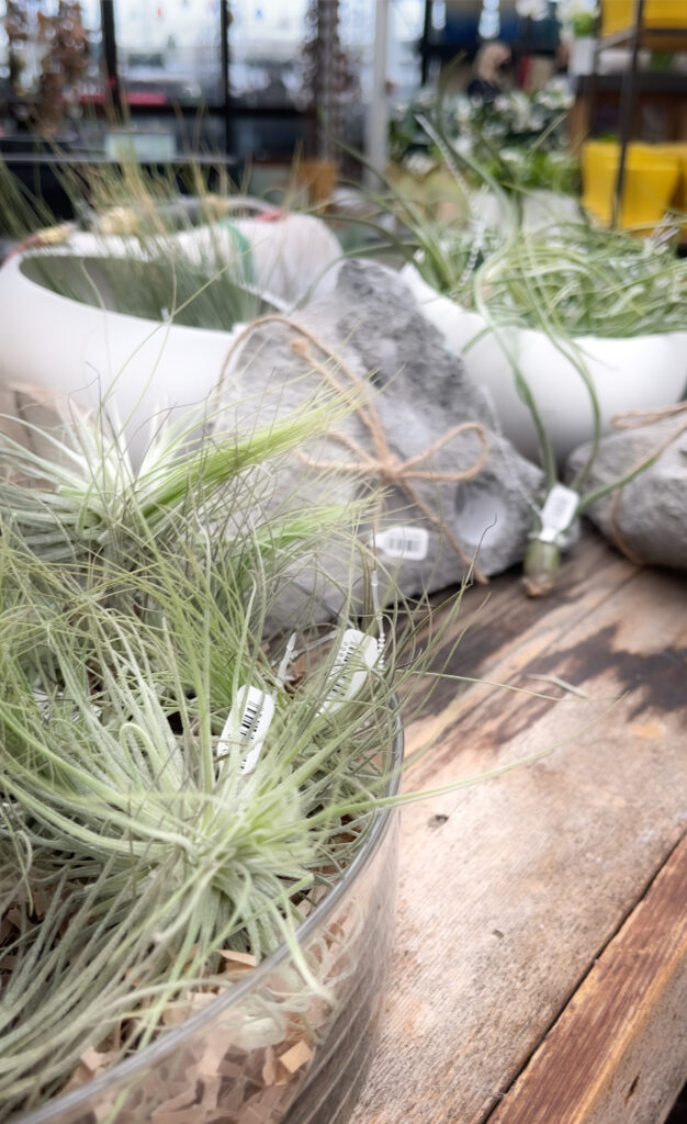 decorate with air plants