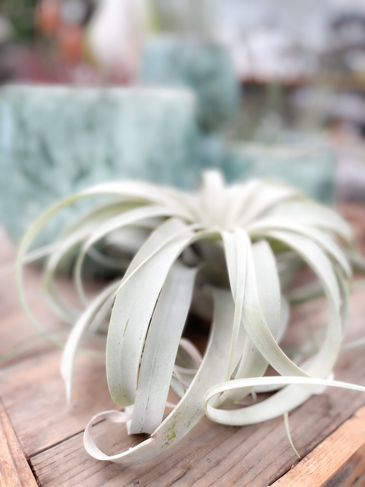 10+ AIR PLANT CARE TIPS you need to know about!