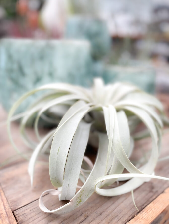 how to soak air plants