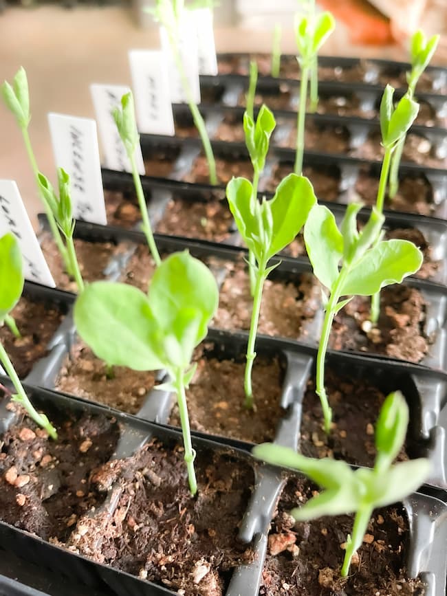 germinated seedlings