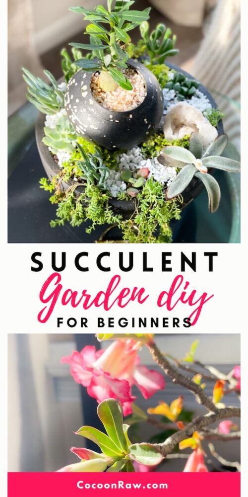 Succulent Garden diy | DESERT ROSE Beauty! - CocoonRaw