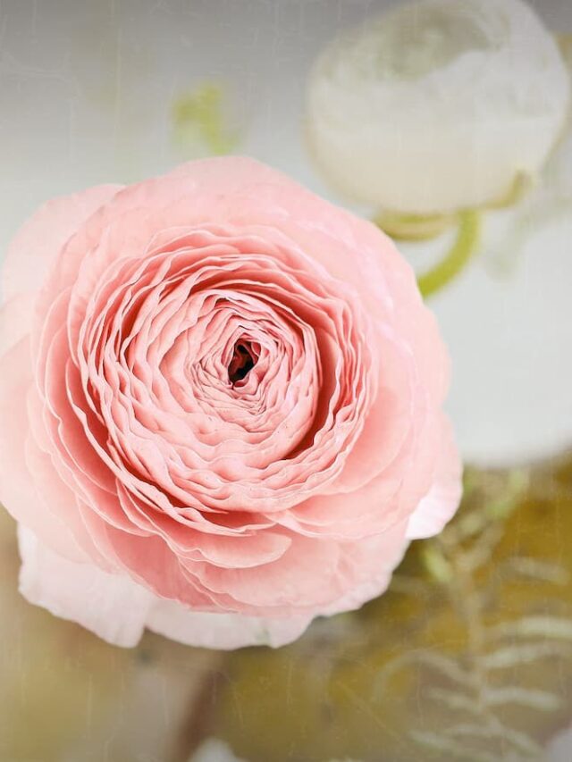 Answering Top Questions About Ranunculus