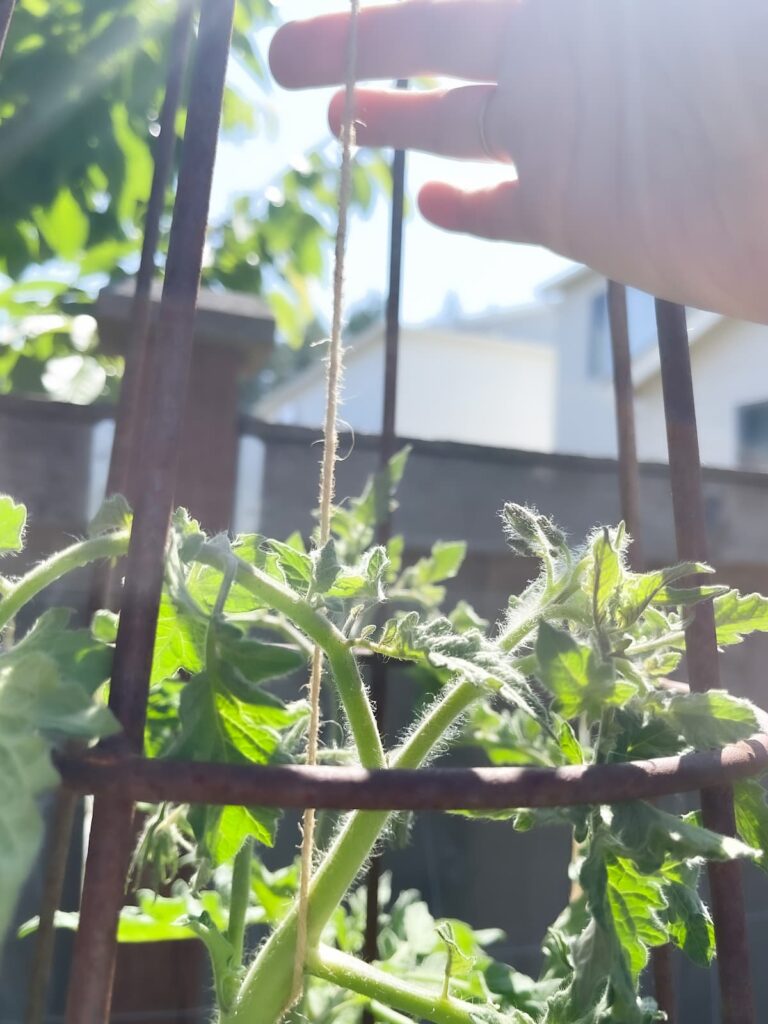 Easy Garden Ideas for Beginners | GROW TOMATOES on a STRING!