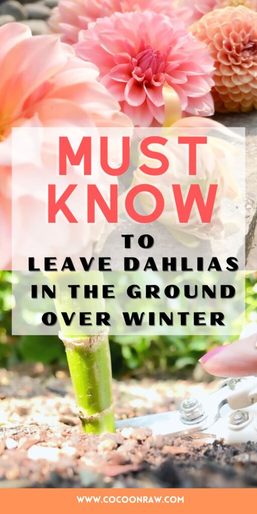 can you leave dahlias in the ground over winter