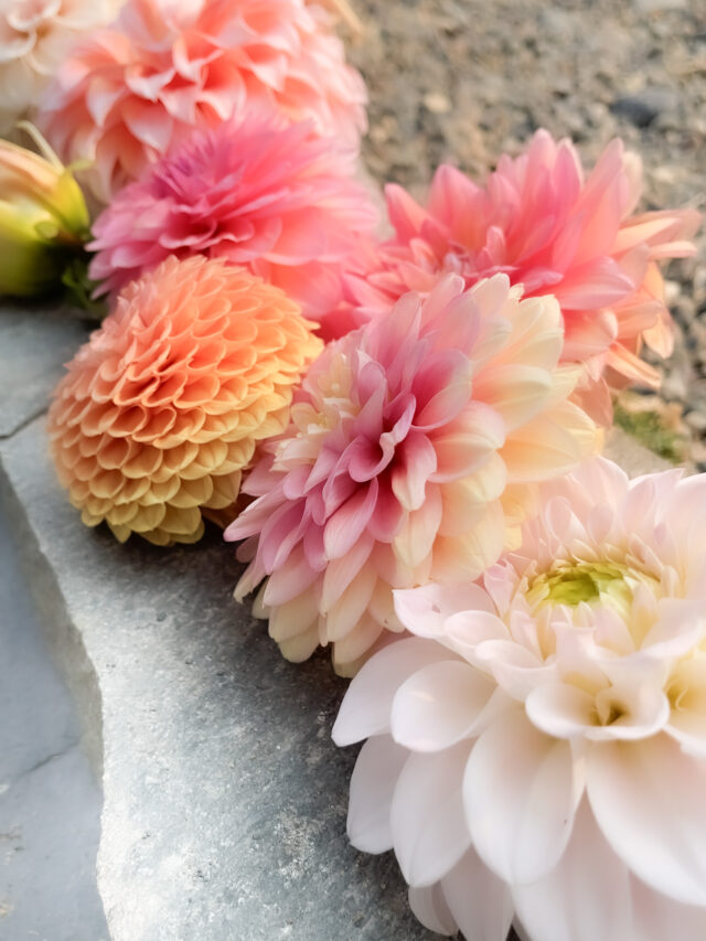 Can Dahlias Stay in The Ground Through Winter?