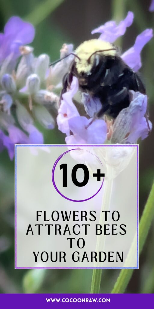 How to attract bees to your garden