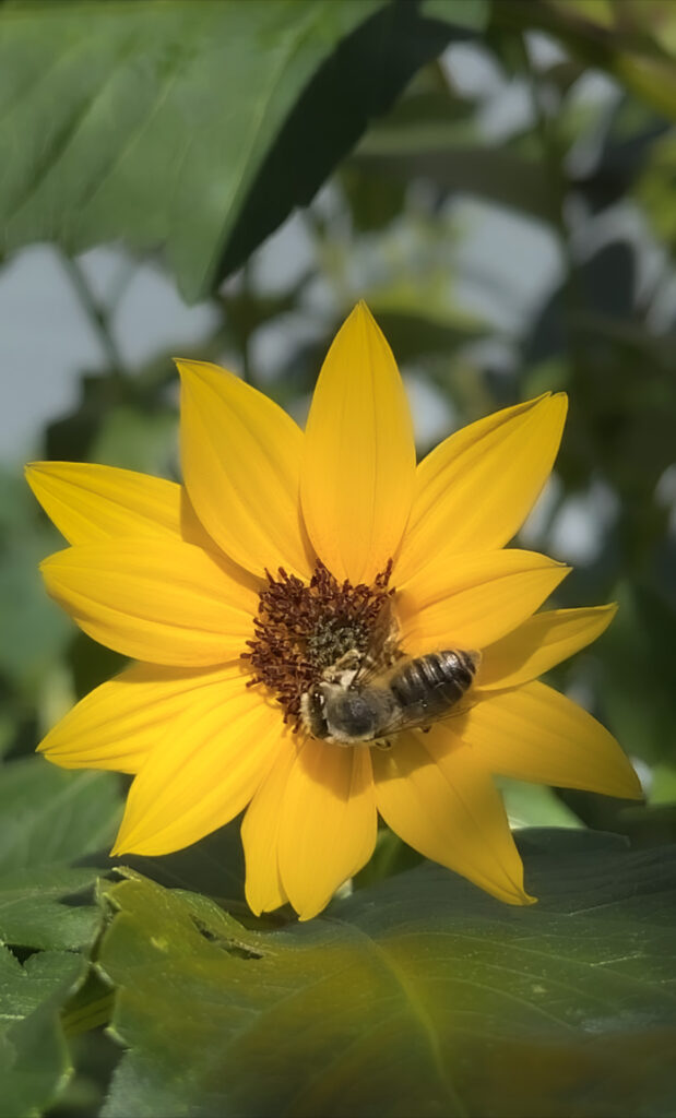 how to attract bees with sugar water