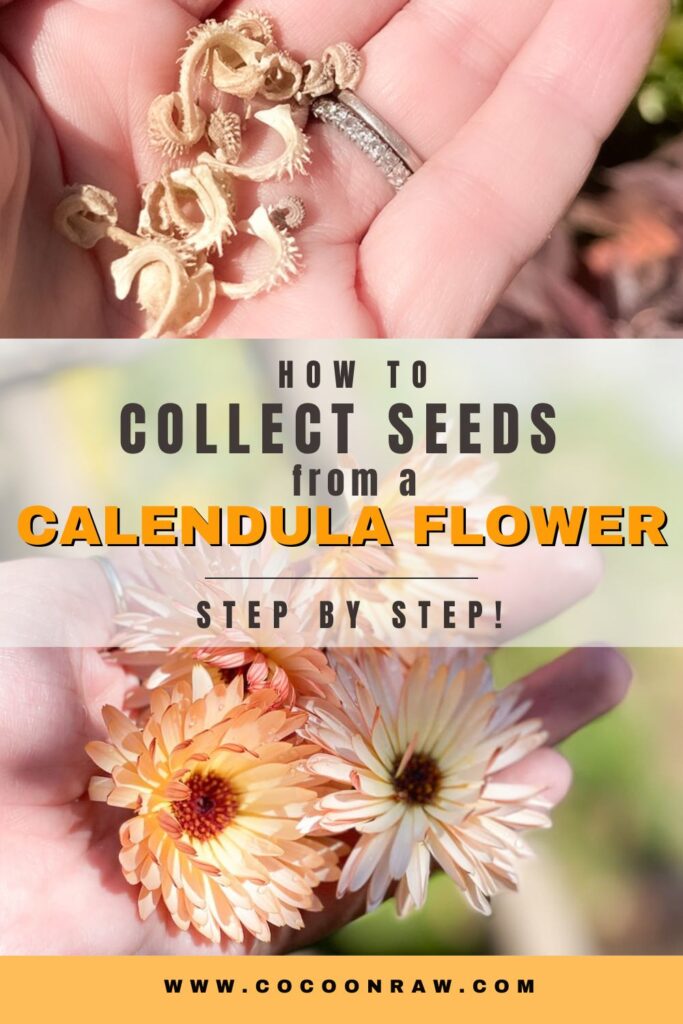 calendula flower seeds