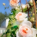 How to care for roses outdoors