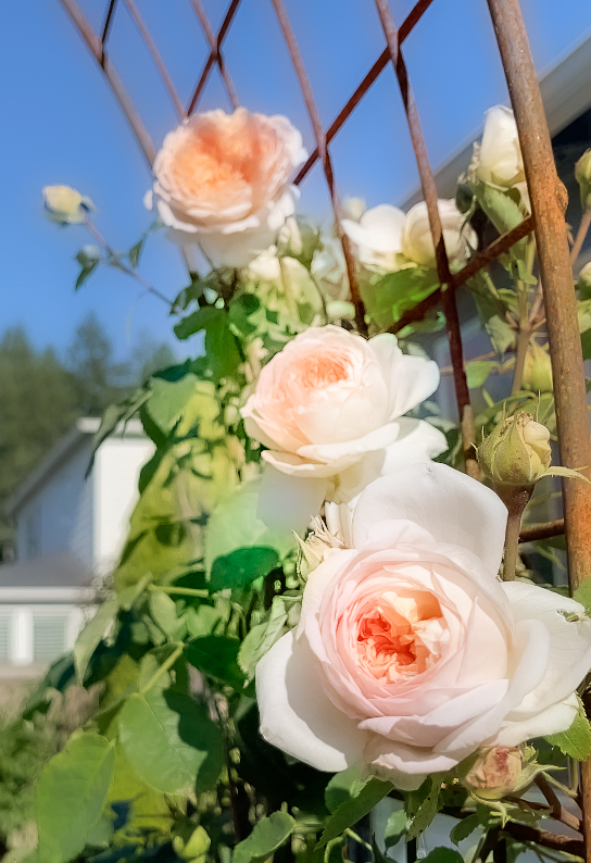 How to care for roses outdoors