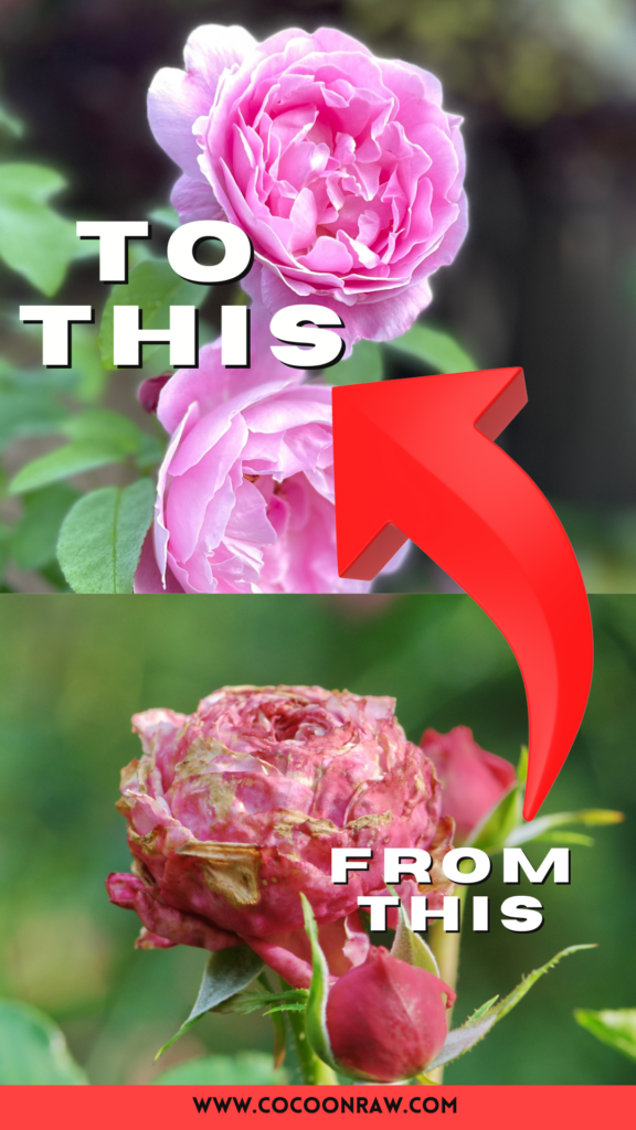 how to care for roses outdoors