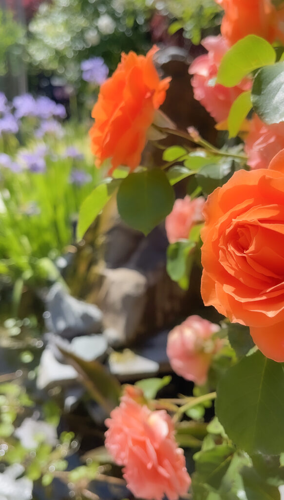 how to plant roses from stems