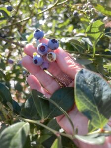 bad companion plants for blueberries