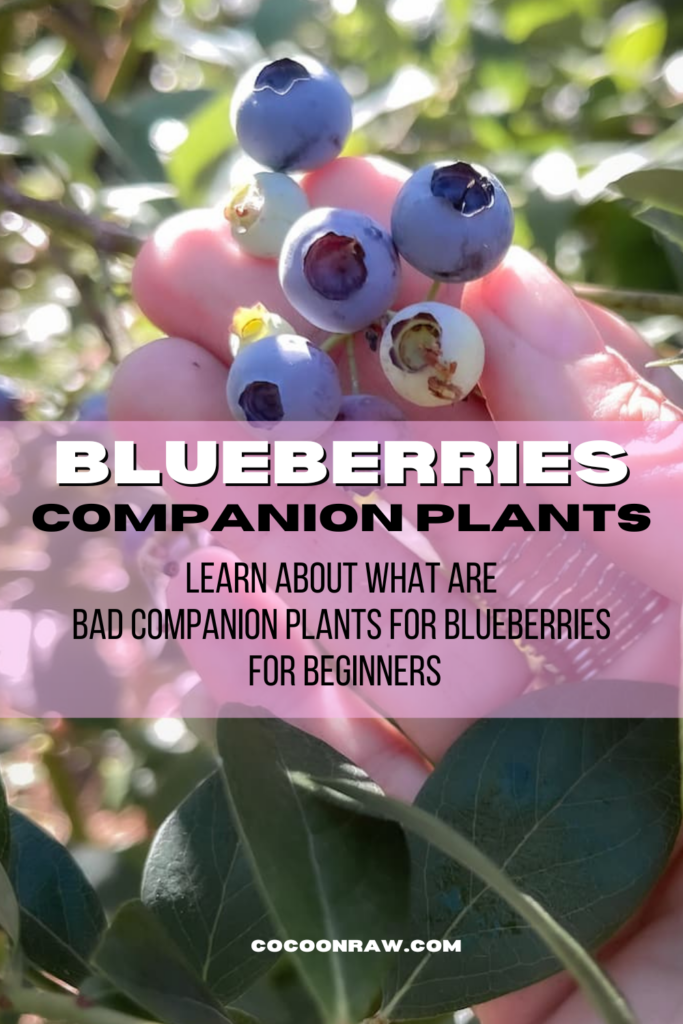 bad companion plants for blueberries