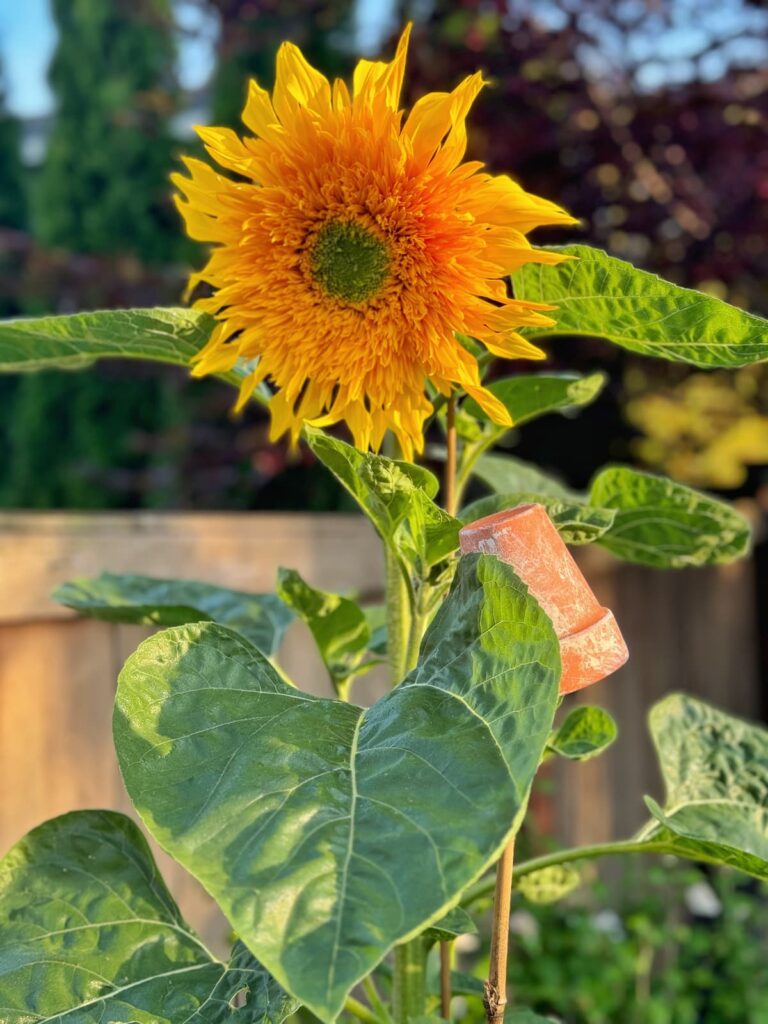 garden bed ideas