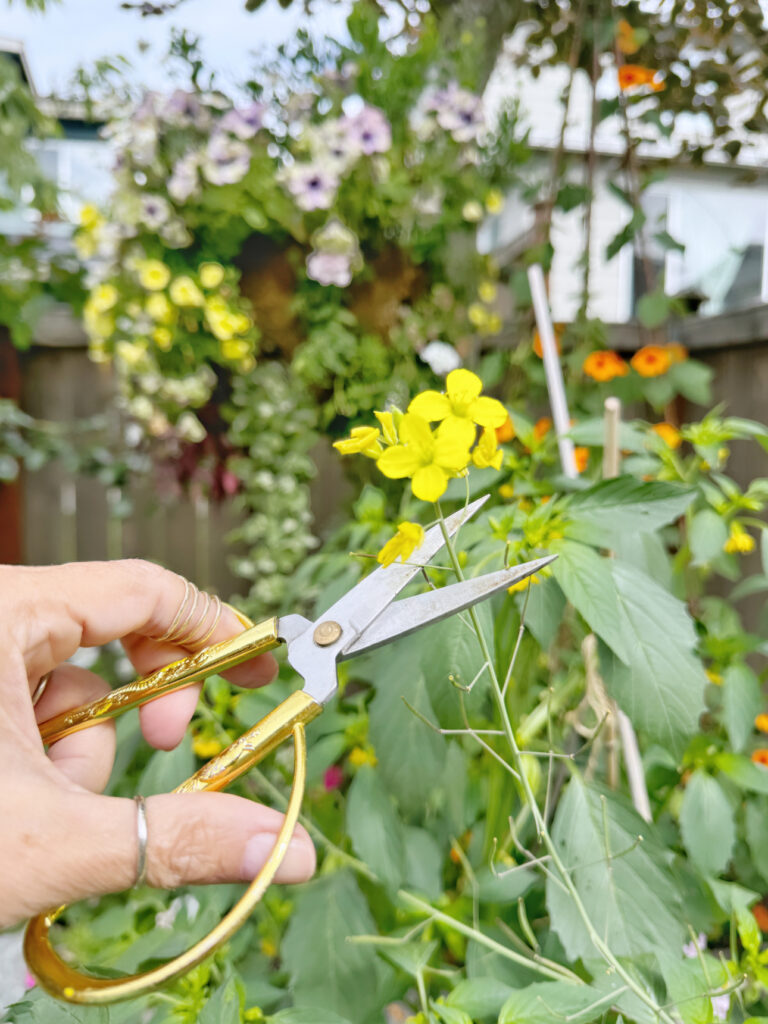 pnw vegetable gardening