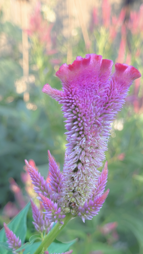 celosia