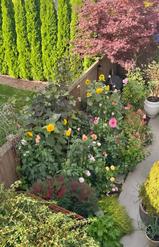 garden plant ideas