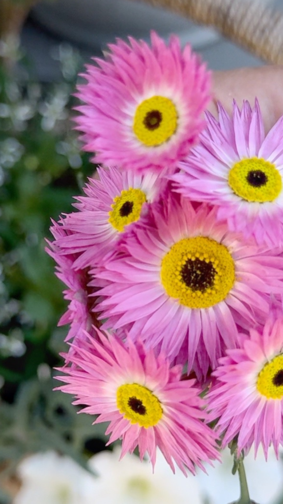 garden plants