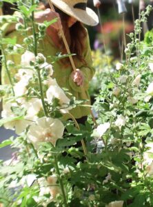 small garden