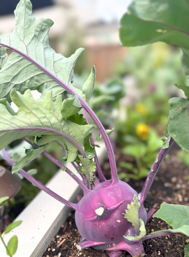 small garden ideas